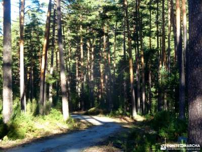 Loma del Noruego y Pinares de Valsaín;rutas peguerinos madrid rutas valle del jerte cerezos rutas p